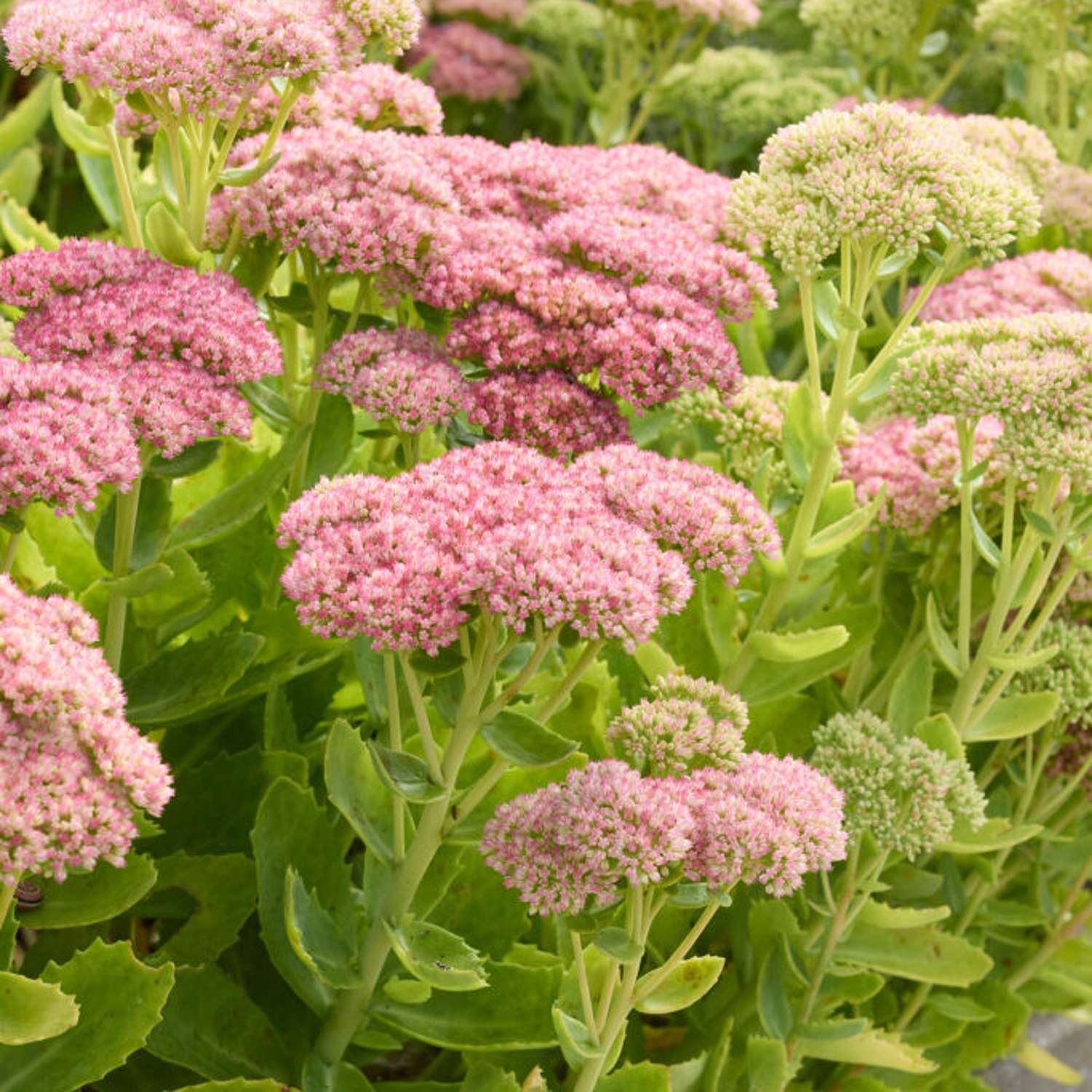 Komeamaksaruoho 'Herbstfreude' (Sedum)
